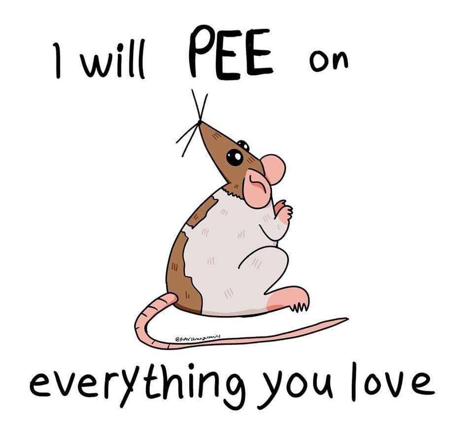 An illustration hooded rat, with the caption 'I will pee on everything you love'